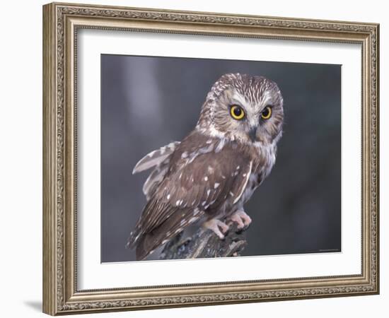 Northern Saw-Whet Owl, Alaska, Us-Lynn M. Stone-Framed Photographic Print