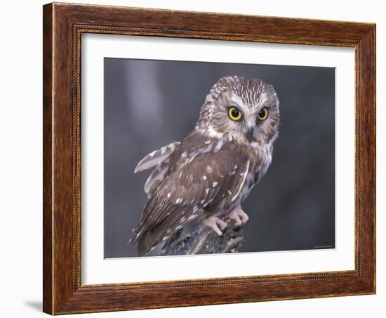 Northern Saw-Whet Owl, Alaska, Us-Lynn M. Stone-Framed Photographic Print