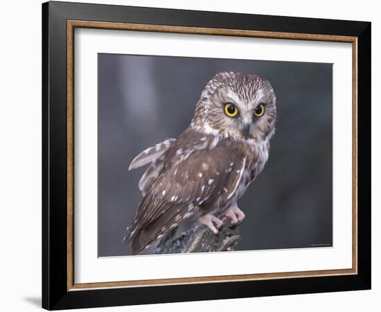 Northern Saw-Whet Owl, Alaska, Us-Lynn M. Stone-Framed Photographic Print