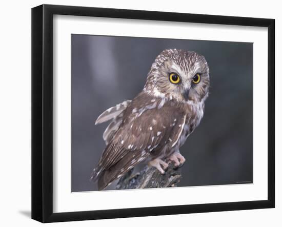 Northern Saw-Whet Owl, Alaska, Us-Lynn M. Stone-Framed Photographic Print