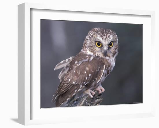 Northern Saw-Whet Owl, Alaska, Us-Lynn M. Stone-Framed Photographic Print