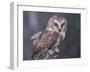 Northern Saw-Whet Owl, Alaska, Us-Lynn M. Stone-Framed Photographic Print