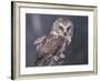 Northern Saw-Whet Owl, Alaska, Us-Lynn M. Stone-Framed Photographic Print
