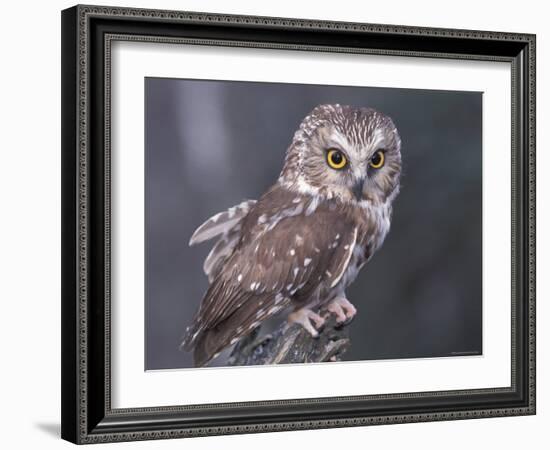 Northern Saw-Whet Owl, Alaska, Us-Lynn M. Stone-Framed Photographic Print