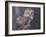 Northern Saw-Whet Owl, Alaska, Us-Lynn M. Stone-Framed Photographic Print