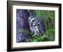 Northern Saw-Whet Owl, British Columbia, Canada-Tim Fitzharris-Framed Photographic Print