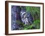 Northern Saw-Whet Owl, British Columbia, Canada-Tim Fitzharris-Framed Photographic Print