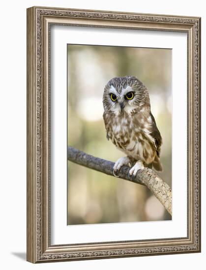 Northern Saw Whet Owl-null-Framed Art Print