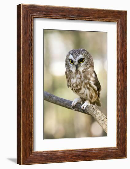 Northern Saw Whet Owl-null-Framed Art Print