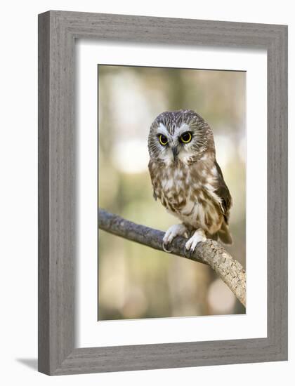 Northern Saw Whet Owl-null-Framed Art Print