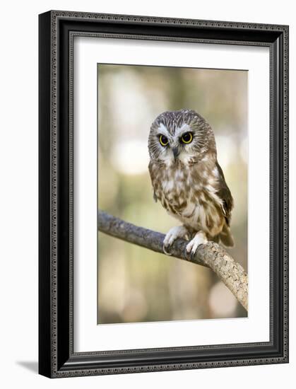 Northern Saw Whet Owl-null-Framed Art Print