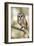 Northern Saw Whet Owl-null-Framed Art Print