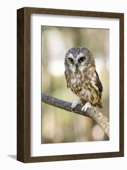 Northern Saw Whet Owl-null-Framed Art Print