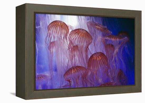 Northern Sea Nettle Jellyfish-null-Framed Premier Image Canvas