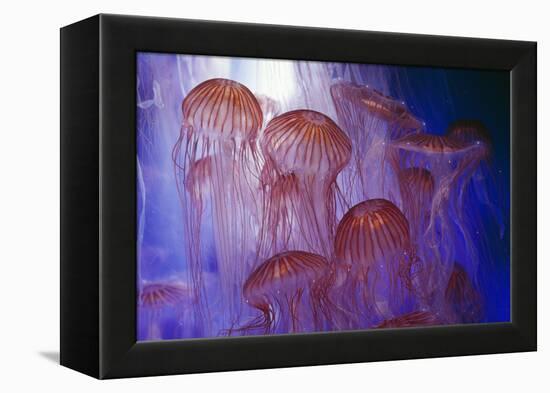 Northern Sea Nettle Jellyfish-null-Framed Premier Image Canvas