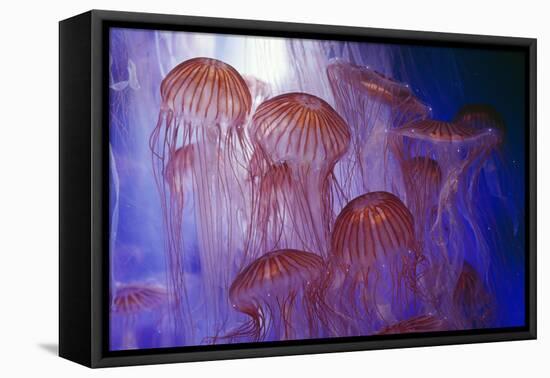 Northern Sea Nettle Jellyfish-null-Framed Premier Image Canvas