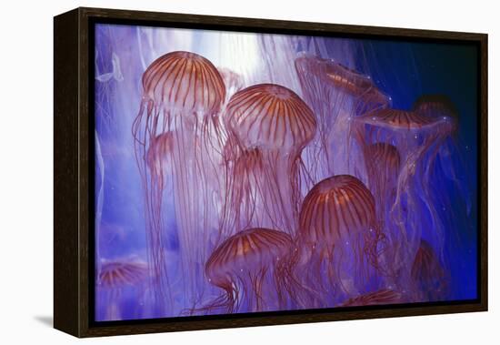 Northern Sea Nettle Jellyfish-null-Framed Premier Image Canvas