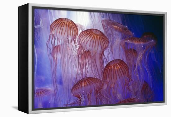 Northern Sea Nettle Jellyfish-null-Framed Premier Image Canvas