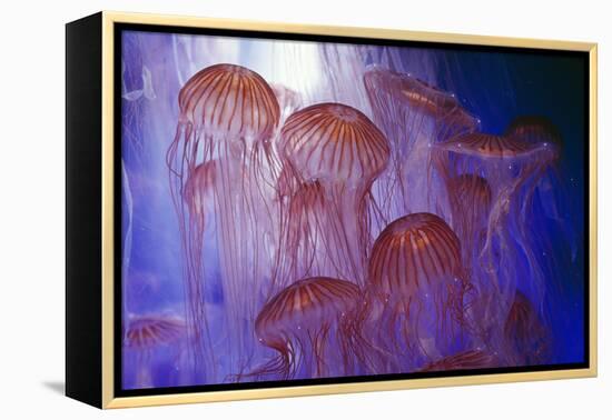 Northern Sea Nettle Jellyfish-null-Framed Premier Image Canvas