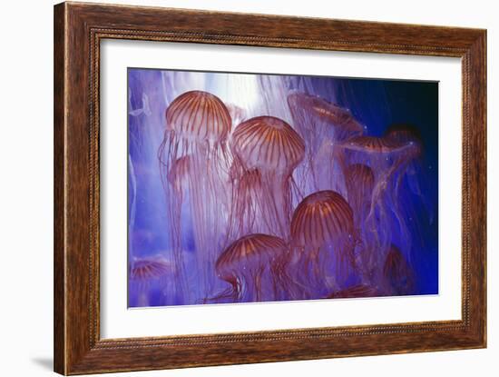 Northern Sea Nettle Jellyfish-null-Framed Photographic Print