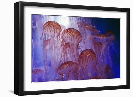 Northern Sea Nettle Jellyfish--Framed Photographic Print