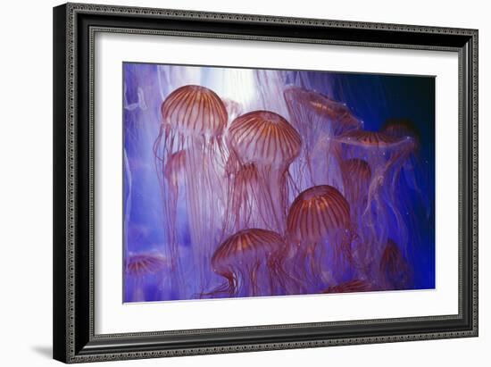 Northern Sea Nettle Jellyfish-null-Framed Photographic Print