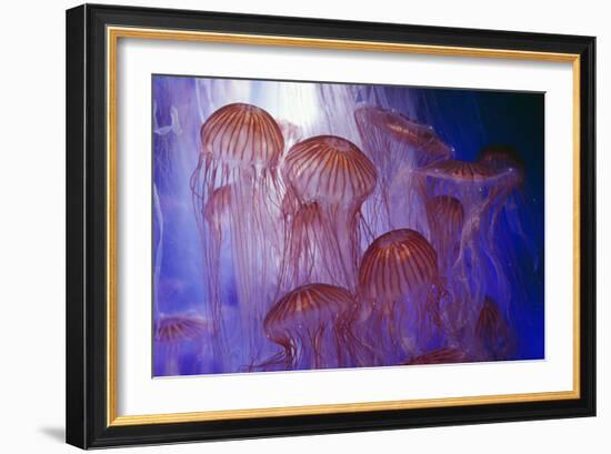 Northern Sea Nettle Jellyfish-null-Framed Photographic Print