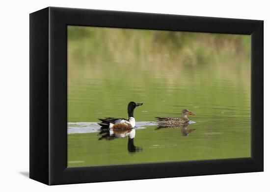 Northern shoveler ducks in a pond, Ninepipe WMA, Ronan, Montana, USA-Chuck Haney-Framed Premier Image Canvas