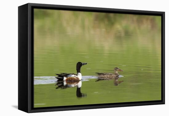 Northern shoveler ducks in a pond, Ninepipe WMA, Ronan, Montana, USA-Chuck Haney-Framed Premier Image Canvas