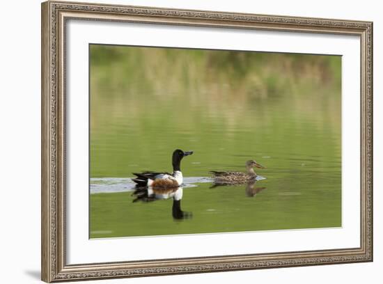 Northern shoveler ducks in a pond, Ninepipe WMA, Ronan, Montana, USA-Chuck Haney-Framed Photographic Print