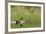 Northern shoveler ducks in a pond, Ninepipe WMA, Ronan, Montana, USA-Chuck Haney-Framed Photographic Print