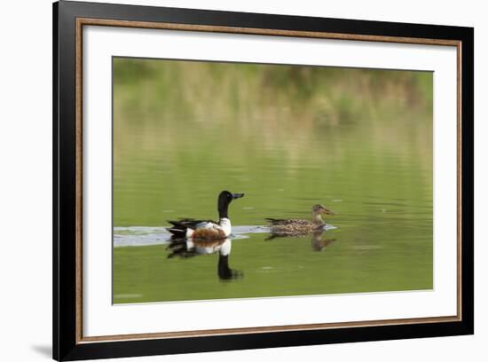 Northern shoveler ducks in a pond, Ninepipe WMA, Ronan, Montana, USA-Chuck Haney-Framed Photographic Print