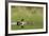 Northern shoveler ducks in a pond, Ninepipe WMA, Ronan, Montana, USA-Chuck Haney-Framed Photographic Print