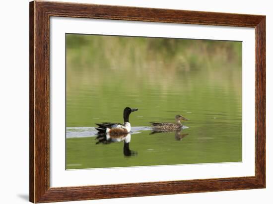 Northern shoveler ducks in a pond, Ninepipe WMA, Ronan, Montana, USA-Chuck Haney-Framed Photographic Print