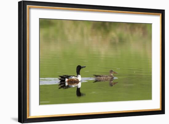 Northern shoveler ducks in a pond, Ninepipe WMA, Ronan, Montana, USA-Chuck Haney-Framed Photographic Print