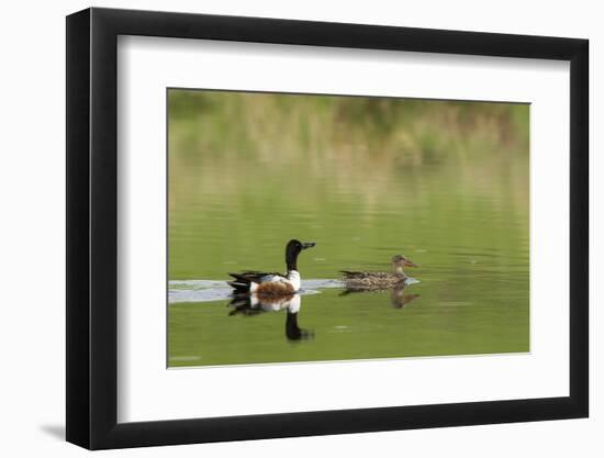 Northern shoveler ducks in a pond, Ninepipe WMA, Ronan, Montana, USA-Chuck Haney-Framed Photographic Print