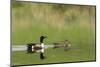 Northern shoveler ducks in a pond, Ninepipe WMA, Ronan, Montana, USA-Chuck Haney-Mounted Photographic Print