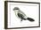 Northern Shrike (Lanius Excubitor), Birds-Encyclopaedia Britannica-Framed Art Print