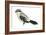 Northern Shrike (Lanius Excubitor), Birds-Encyclopaedia Britannica-Framed Art Print