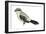 Northern Shrike (Lanius Excubitor), Birds-Encyclopaedia Britannica-Framed Art Print