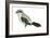 Northern Shrike (Lanius Excubitor), Birds-Encyclopaedia Britannica-Framed Art Print