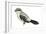 Northern Shrike (Lanius Excubitor), Birds-Encyclopaedia Britannica-Framed Art Print
