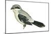 Northern Shrike (Lanius Excubitor), Birds-Encyclopaedia Britannica-Mounted Art Print