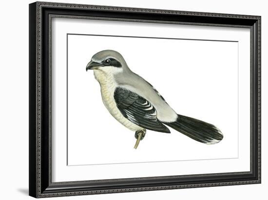 Northern Shrike (Lanius Excubitor), Birds-Encyclopaedia Britannica-Framed Art Print