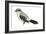 Northern Shrike (Lanius Excubitor), Birds-Encyclopaedia Britannica-Framed Art Print