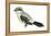 Northern Shrike (Lanius Excubitor), Birds-Encyclopaedia Britannica-Framed Stretched Canvas