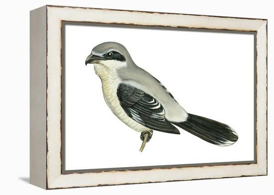 Northern Shrike (Lanius Excubitor), Birds-Encyclopaedia Britannica-Framed Stretched Canvas