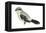 Northern Shrike (Lanius Excubitor), Birds-Encyclopaedia Britannica-Framed Stretched Canvas