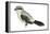 Northern Shrike (Lanius Excubitor), Birds-Encyclopaedia Britannica-Framed Stretched Canvas