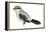 Northern Shrike (Lanius Excubitor), Birds-Encyclopaedia Britannica-Framed Stretched Canvas